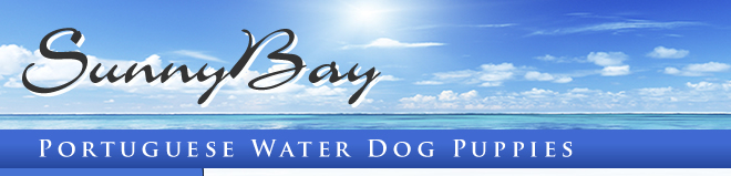Portuguese Water Dog Puppies for Sale Breeders - SunnyBay