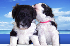 Portuguese Water Dog Puppies for Sale Breeders - SunnyBay